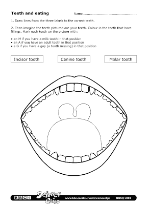TEETH WORKSHEET | learningenglish-esl